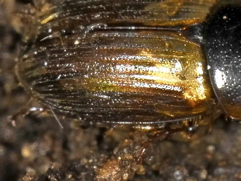 Aphodius (Melinopterus) prodromus